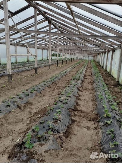 Рассада клубники