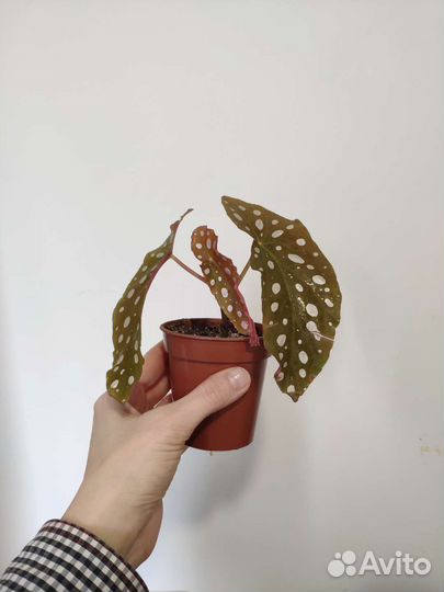 Бегония Макулата