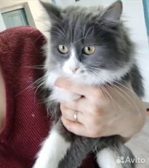 Кот и кошка