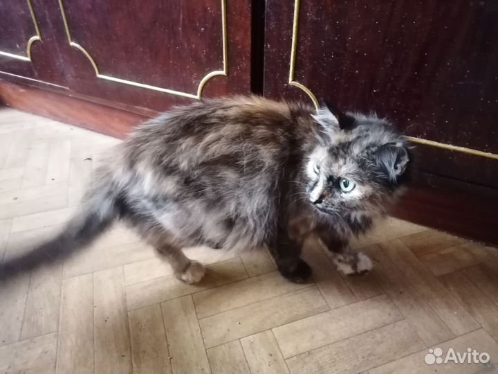 Кошка трехцветная в добрые руки