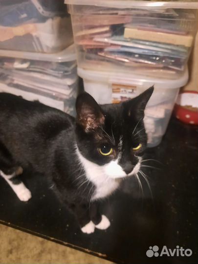 Приют для кошек. Кошки в дар