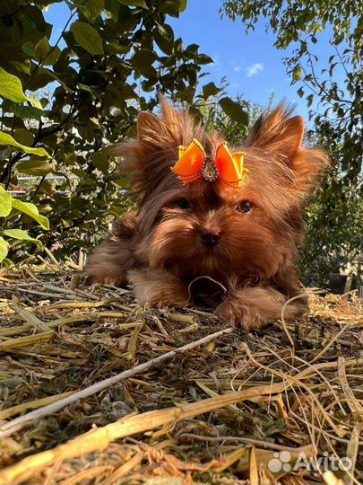 Мини мальчик и стандарт девочка шоколад