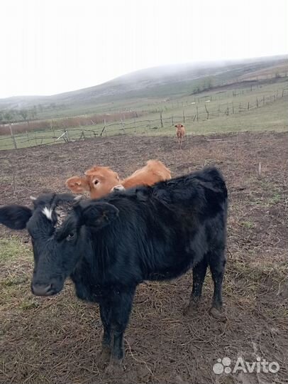 Телята телки