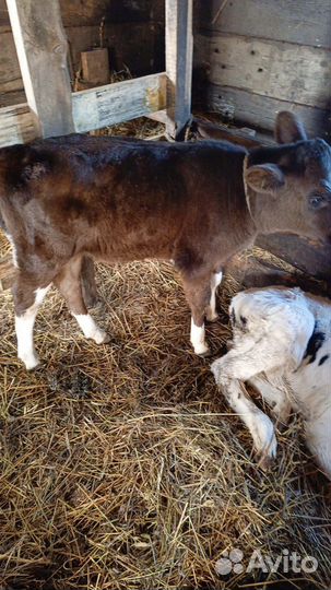 Продажа телят