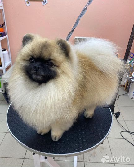 Грумер стрижка собак