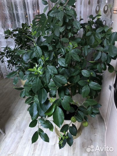 Мандариновое дерево с плодами