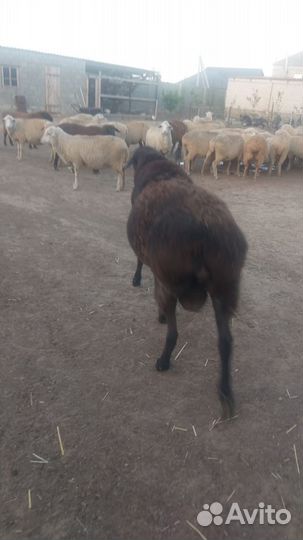 Продам барана,возраст 2,5года