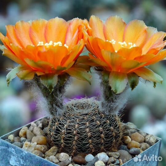 Кактусы, большой ассортимент, семена