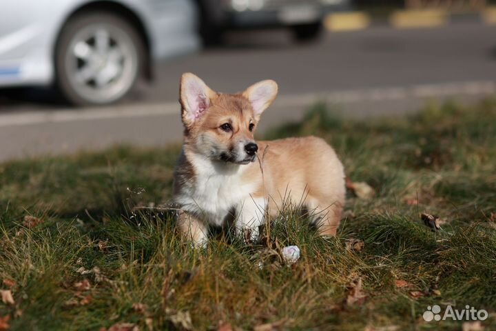Щенки вельш-корги пемброк