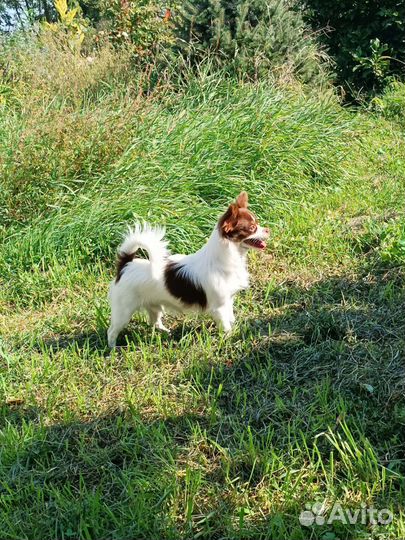 Чихуа хуа мальчик