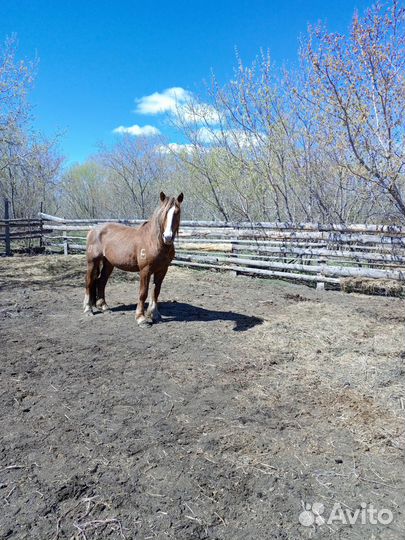 Продам жеребца