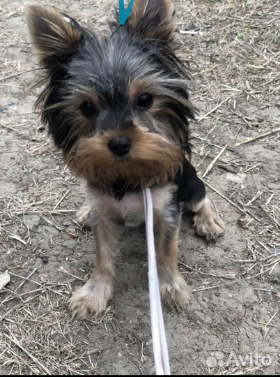 Услуги хендлера