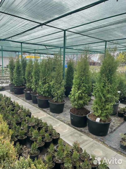 Деревья и кустарники для городского озеленения