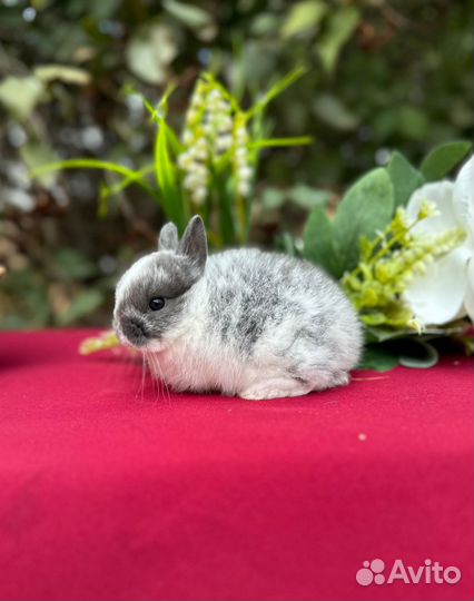 Ручной крольчонок с ладошку