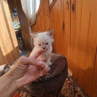 Тайский котёнок