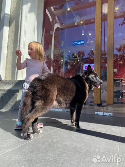 Очаровашка Алиса ищет добрые руки