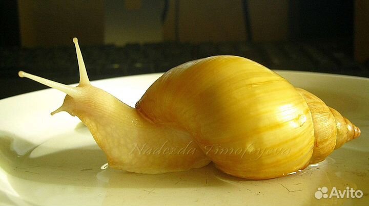 Улитки ахатины