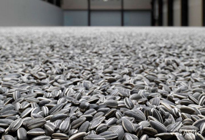 Семечка кукуруза