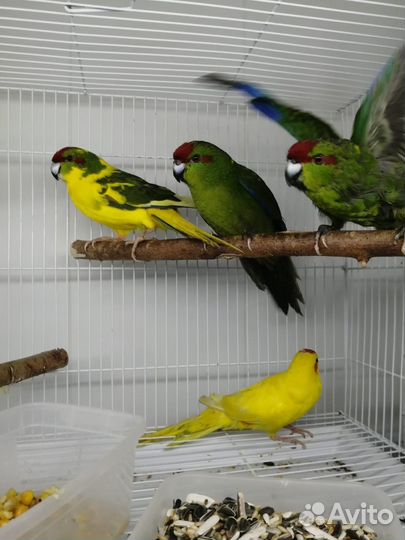 Попугай какарики и кореллы (птенчики)
