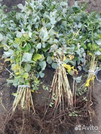 Саженцы малины ремонтадная