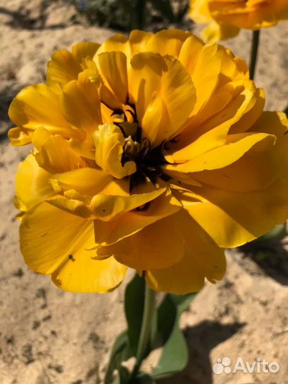 Тюльпаны, Нарциссы, Гиацинт, Пролеска, Пушкиния