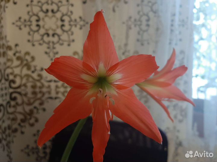 Гиппиаструм