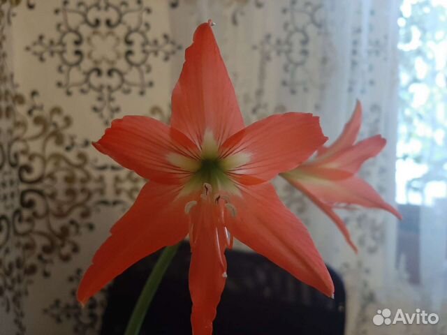 Гиппиаструм