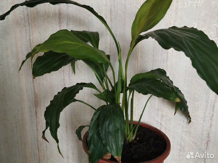 Спатифиллум