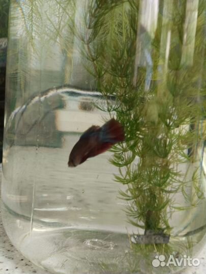 Рыбка петушок самец