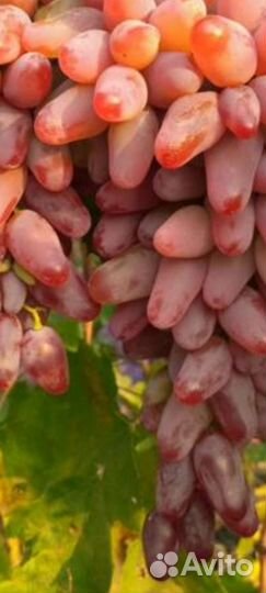 Черенки и саженцы винограда