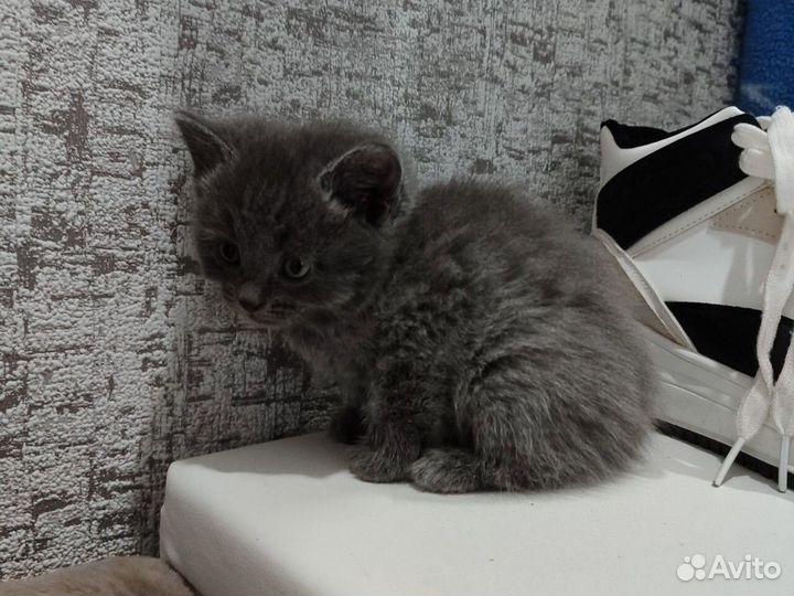 Котята бесплатно