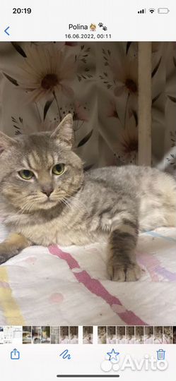 Найден кот Том серенький дымчатый