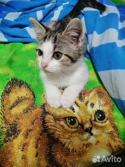 Котенок в добрые руки