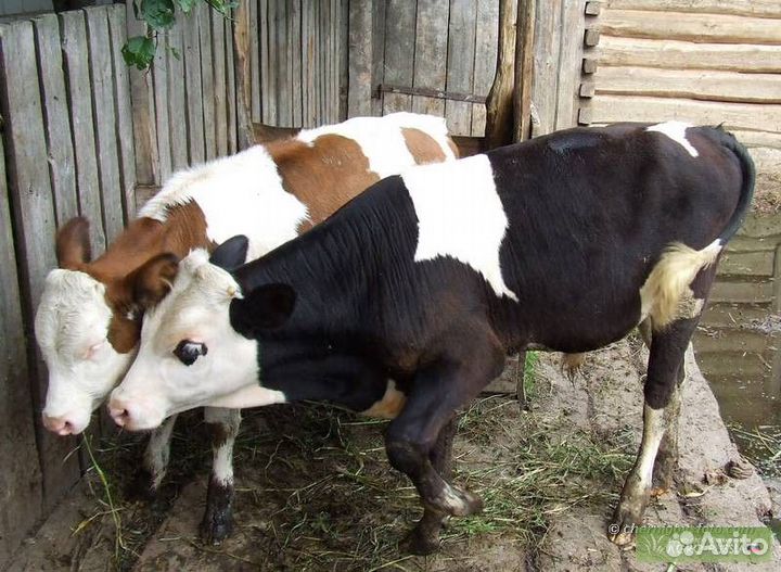Бычки и телята