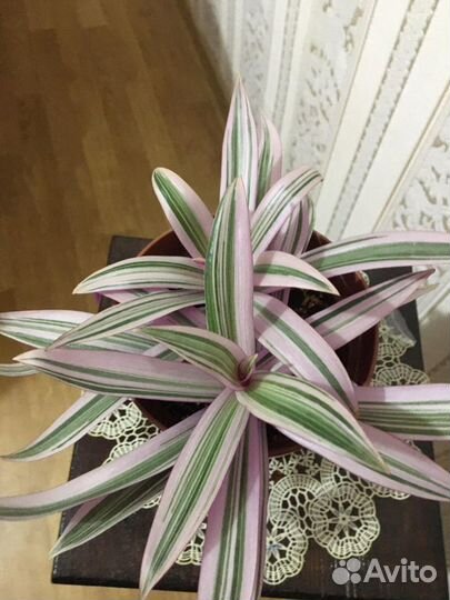 Комнатные растения.Цветы.Рео