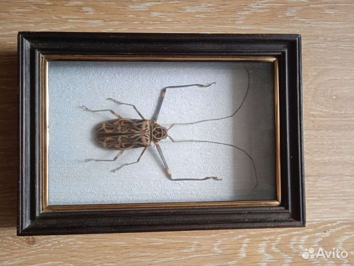 Жук Арлекин коллекционный в рамке
