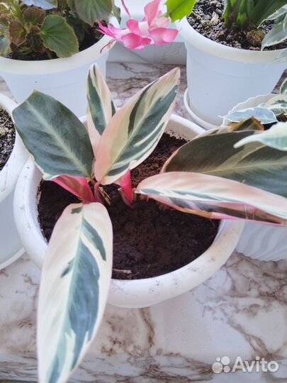 Комнатные цветы обмен и продажа