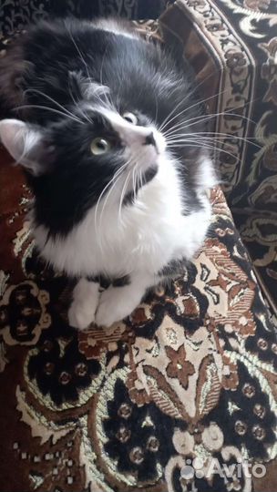 Кошка в дар