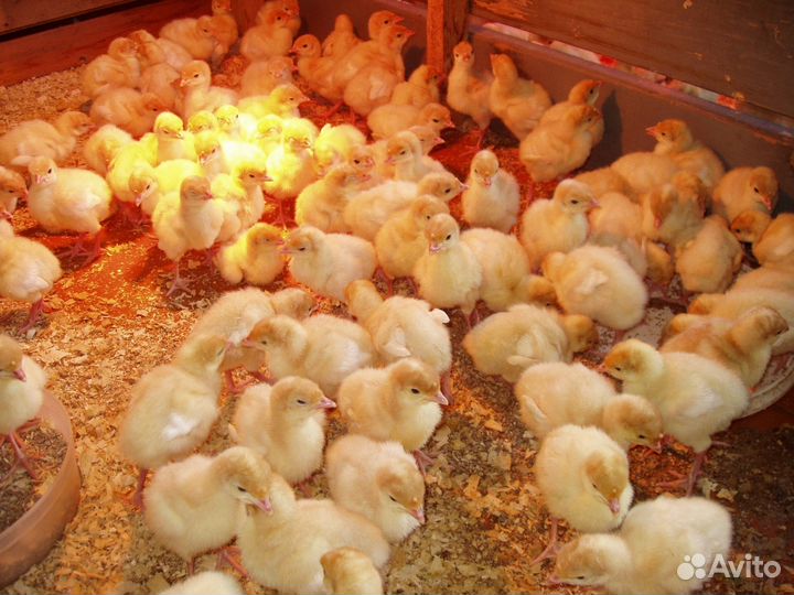 Смол инкубаторий реализация птенцов