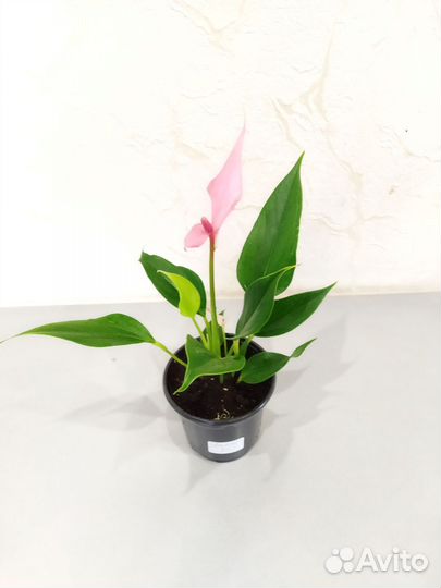 Антуриум Лилли