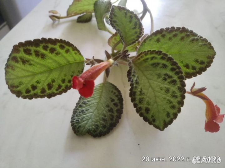 Эписция 2 сорта, традесканция зебрина