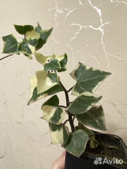 Плющ пестролистный