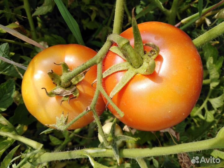 Семена томатов