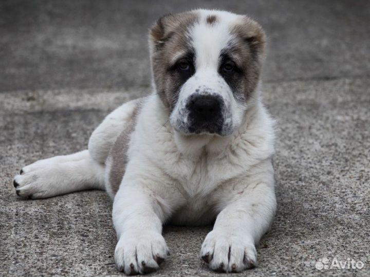 Щенки алабая