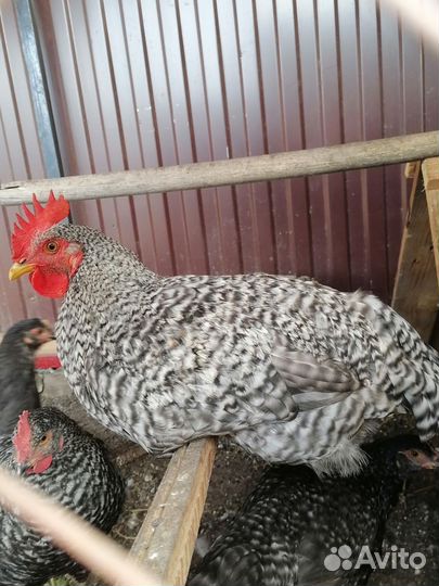 Куры петухи