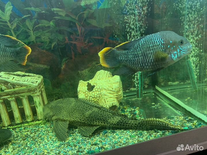 Сомики Птеригоплихт