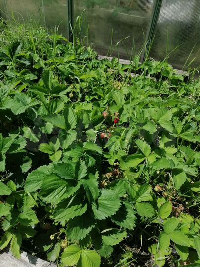 Дача 40 м² на участке 7 сот.