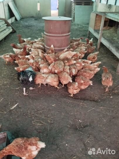 Куры несушки