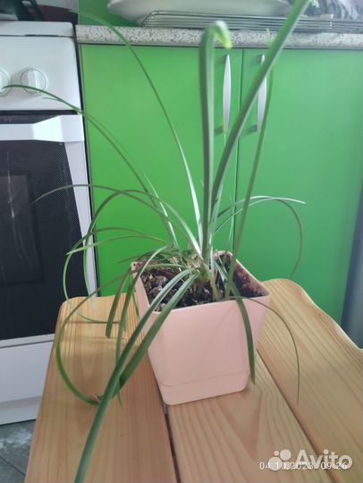 Растение золотой ус в горшке