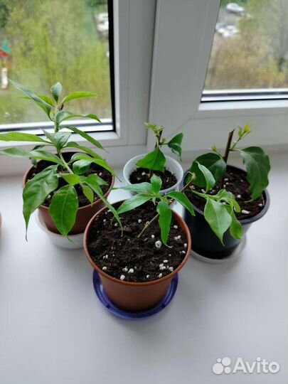 Бугенвиллия